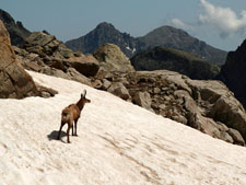 chamois